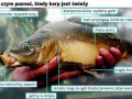 Instrukcja jak kupić dobrego karpia na święta