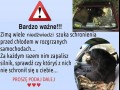 Niedźwiedzie też szukają schronienia