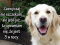 Trollujący pies