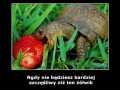 Szczęśliwy żółwiek