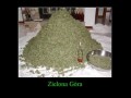 Zielona Góra