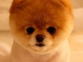 Boo