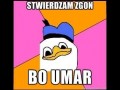 Kaczor Donald