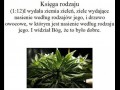 Księga rodzaju