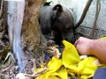 Ratunek dla pitbulla