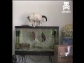Kot vs rybki w akwarium