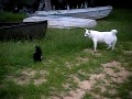 Skunks kontra pies