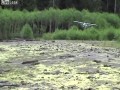 Piloci z Alaski są w tym najlepsi
