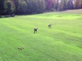 Pies poluje na wilka