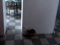 Zabawa w kotka i myszkę (bez myszki)