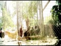 Chickenfoot - Big Foot
