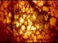 Tree of life  zwiastun (trailer)
