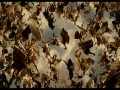 Immortals  zwiastun (trailer)