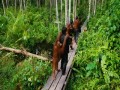 Born to Be Wild czyli Dzikie z natury 3D  zwiastun (trailer)