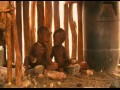 Bobasy  zwiastun (trailer)