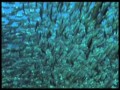 Delfin Plum  zwiastun (trailer)