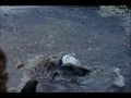 Tom Jones (1963)  zwiastun (trailer)