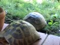 Ostre porno z żółwiami w roli głównej