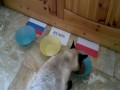 Kot typuje wynik Polska-Rosja na Euro