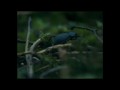 Wichrowe Wzgórza - Wuthering Heights  zwiastun (trailer)
