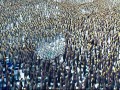 Happy Feet 2  zwiastun (trailer)