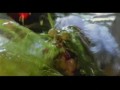 Peter Jackson Movie Cameos  zwiastun (trailer)