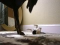 Kotek vs. Doberman