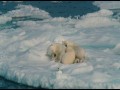 To The Arctic 3D