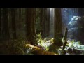 Breaking Dawn Part 2  zwiastun (trailer)