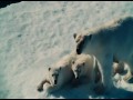 To The Arctic  zwiastun (trailer)