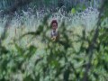 Beasts of the Southern Wild  zwiastun (trailer)