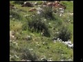 5 Broken Cameras  zwiastun (trailer)