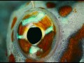 The Last Reef  zwiastun (trailer)