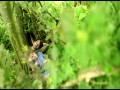 Strawberry fields  zwiastun (trailer)