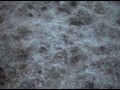 Entity  zwiastun (trailer)
