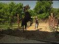 Wild Horse Wild Ride  zwiastun (trailer)