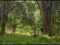 Lord of the Rings  zwiastun (trailer)