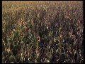 Children Of The Corn  zwiastun (trailer)