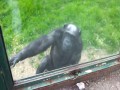 Szympans prosi człowieka o pomoc w ucieczce z zoo