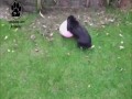Króliczek uwielbia balonik