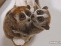Lemurki