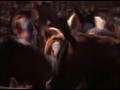 Wild Horse Wild Ride  zwiastun (trailer)