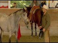 Buck  zwiastun (trailer)