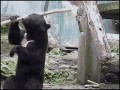 Kung fu niedźwiedź