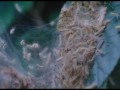 Bestie z po?udniowych krain  zwiastun (trailer)