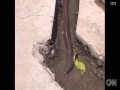 Znaleziono gigantyczną dżdżownicę