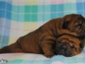 shar pei szczeniaczek