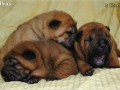 shar pei szczeniaczki