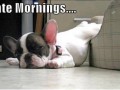 I hate mornings