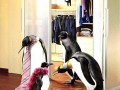 pinguines top models :P